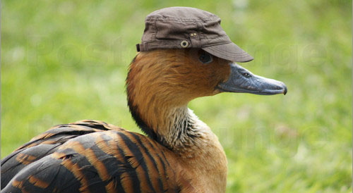 Je savais pas trop quoi foutre comme image, alors je vous ai mis un canard avec une casquette.